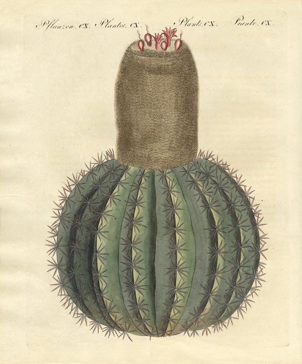 Turks-Cap Cactus by German School