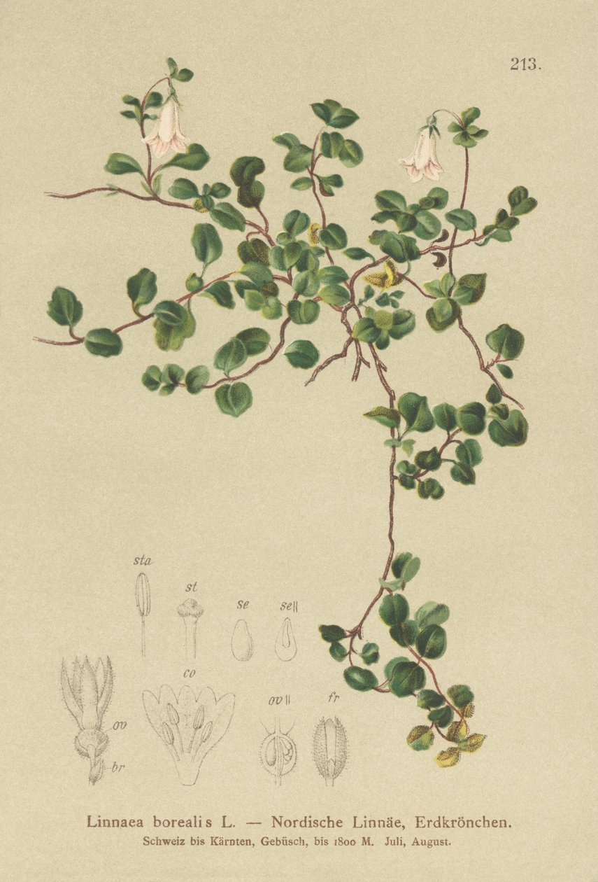 Twinflower by German School