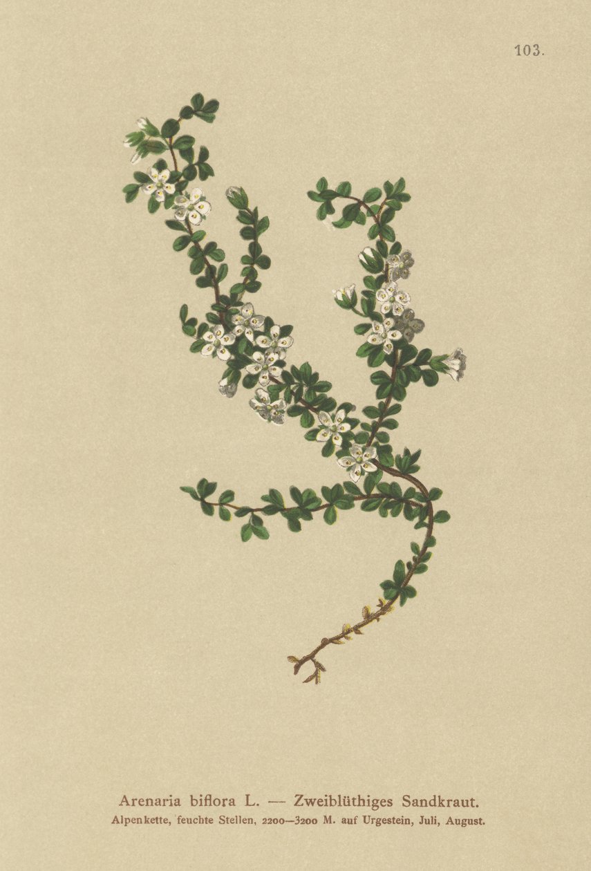 Two-flowered Sandwort by German School