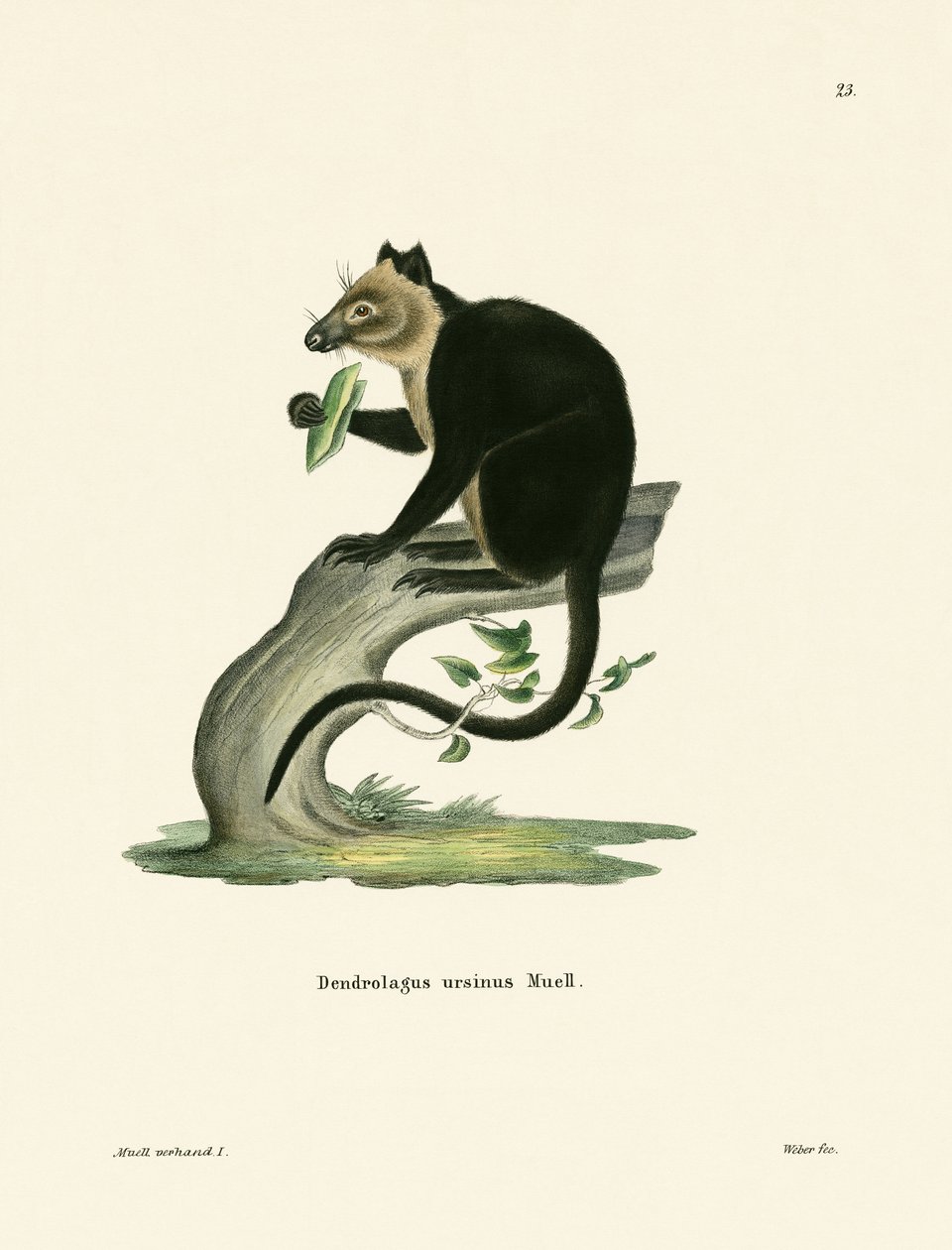 Ursine Tree Kangaroo by German School