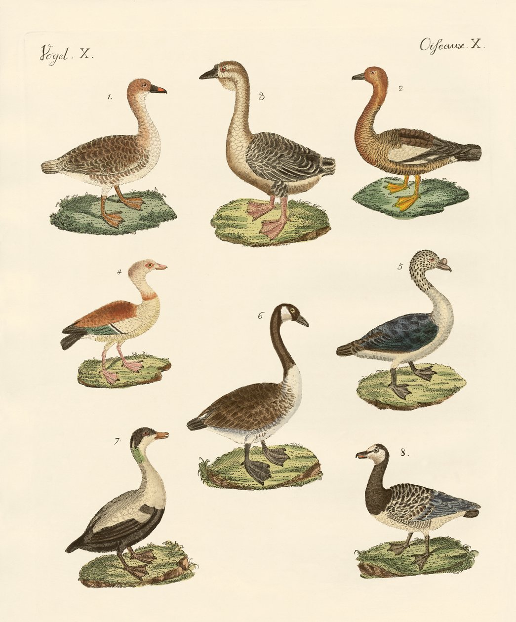 Various kinds of geese by German School