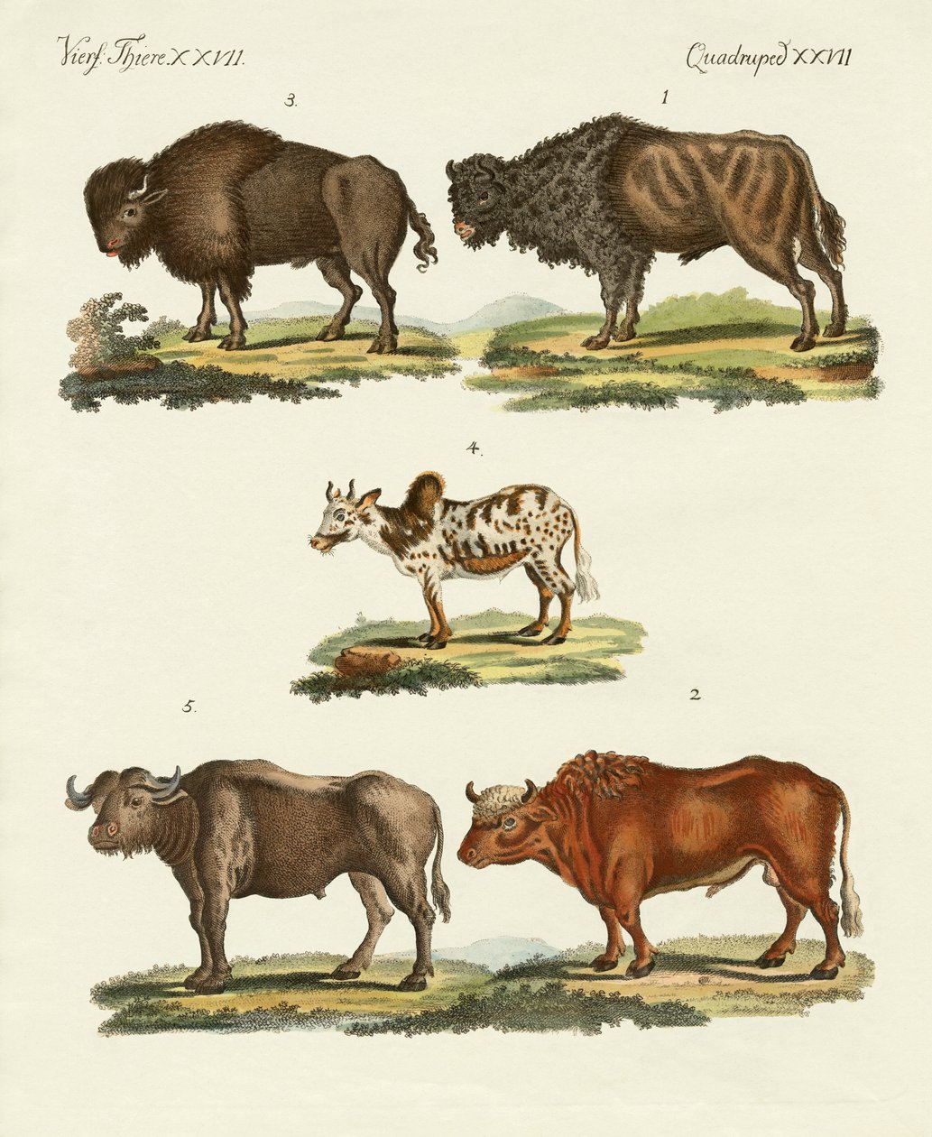 Various Kinds of Oxen by German School