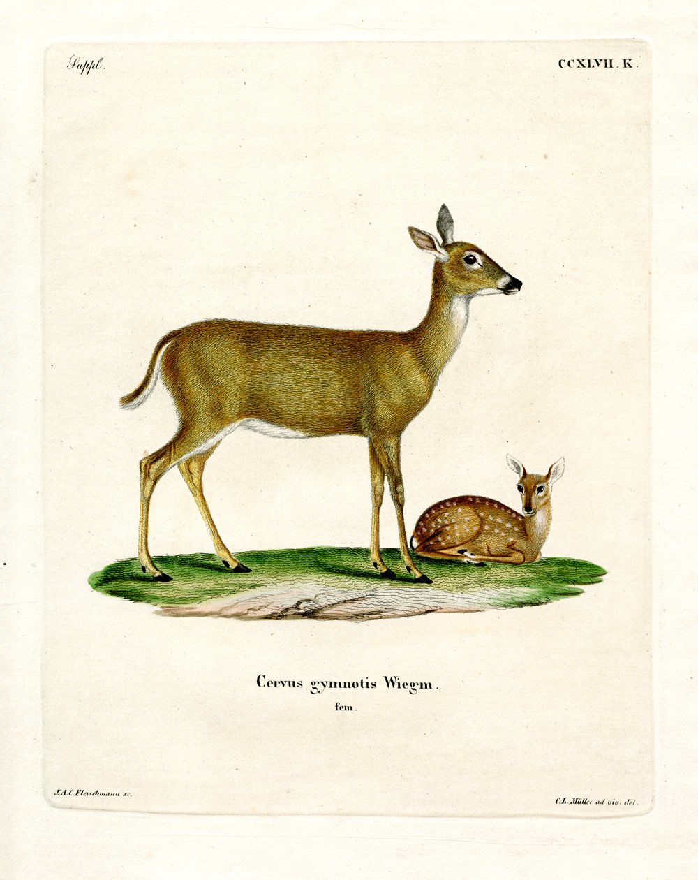 Virginian Deer by German School