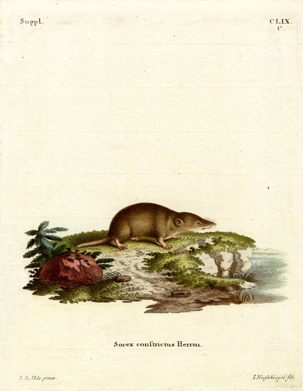 Water Shrew by German School