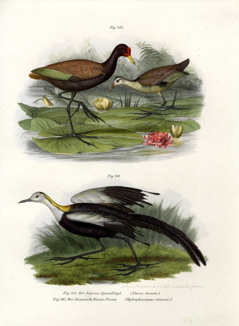 Wattled Jacana by German School