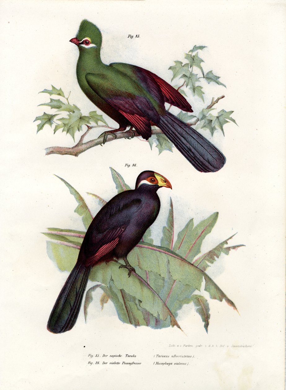 White-crested Turaco by German School