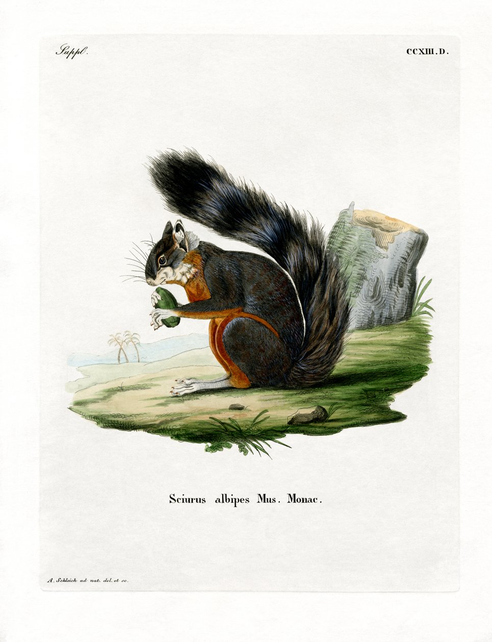 White-legged Squirrel by German School