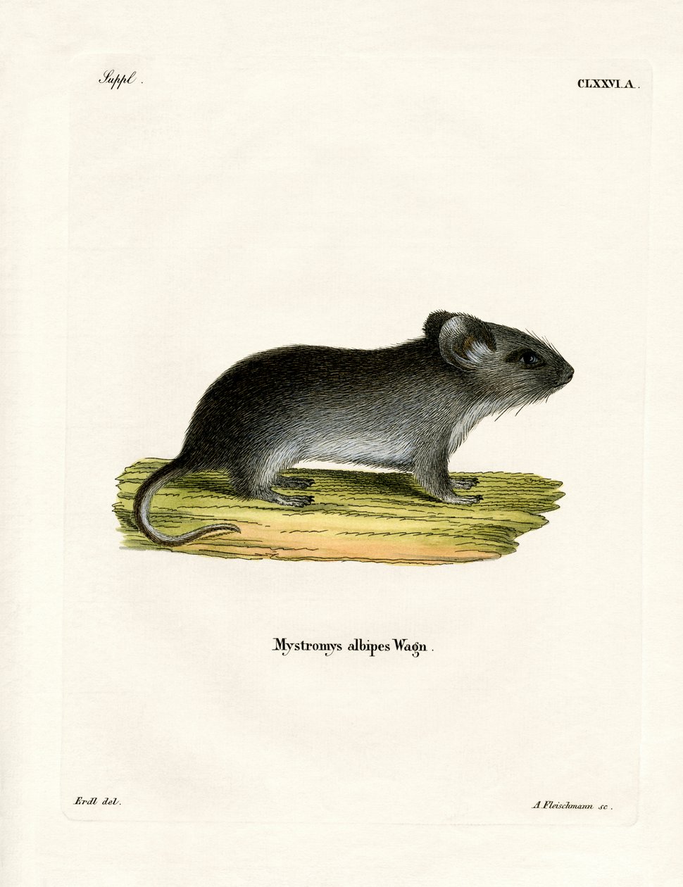 White-tailed Mouse by German School