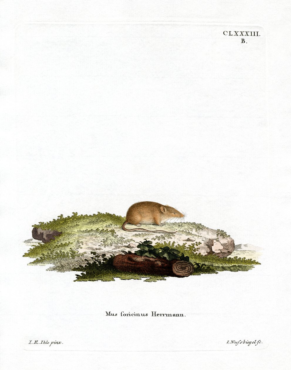 White-toothed Shrew by German School