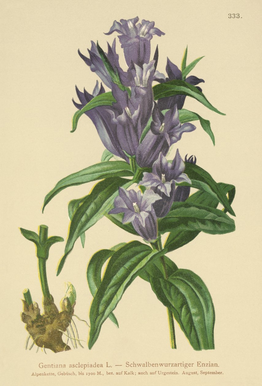 Willow Gentian by German School