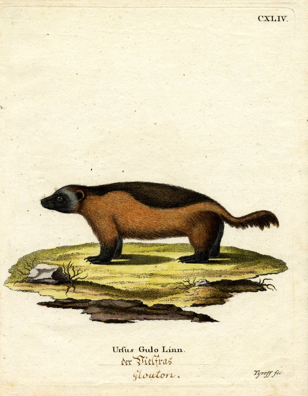 Wolverine by German School