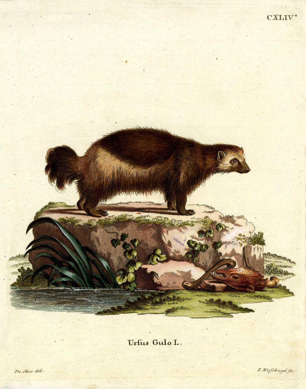 Wolverine by German School