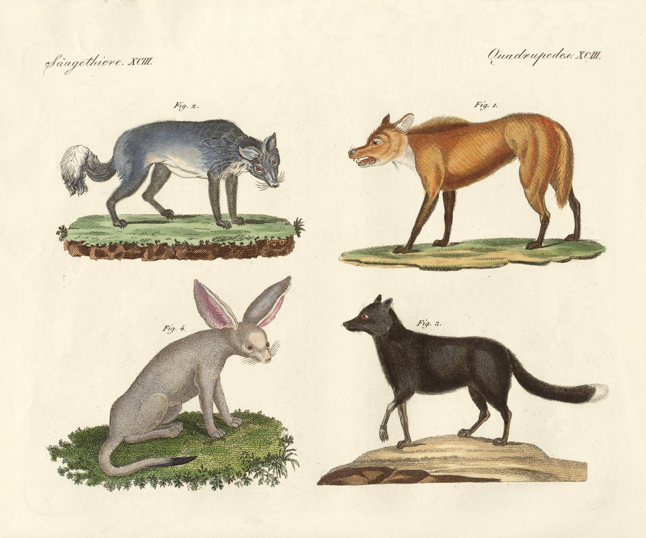 Wolves and Foxes by German School