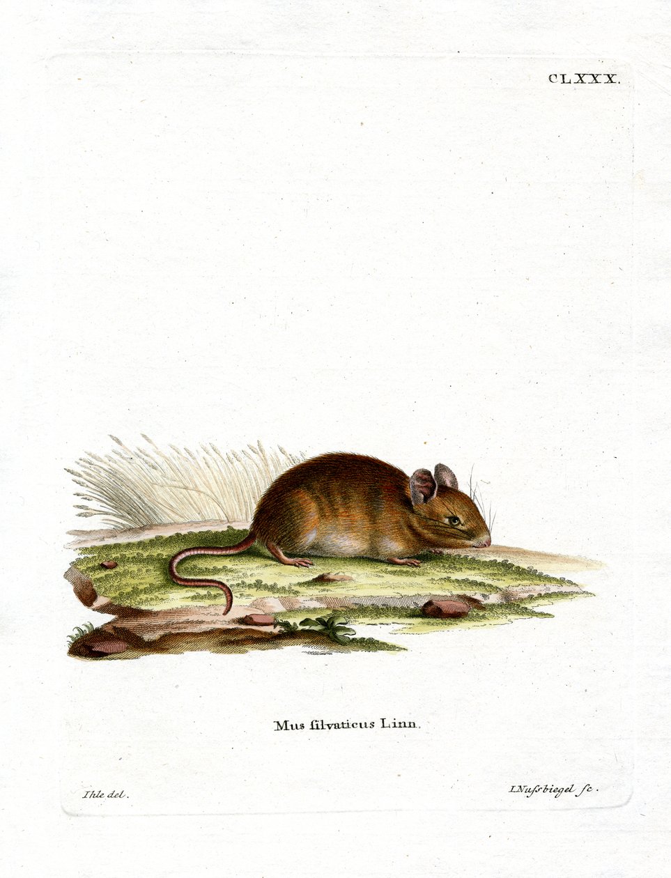 Wood Mouse by German School