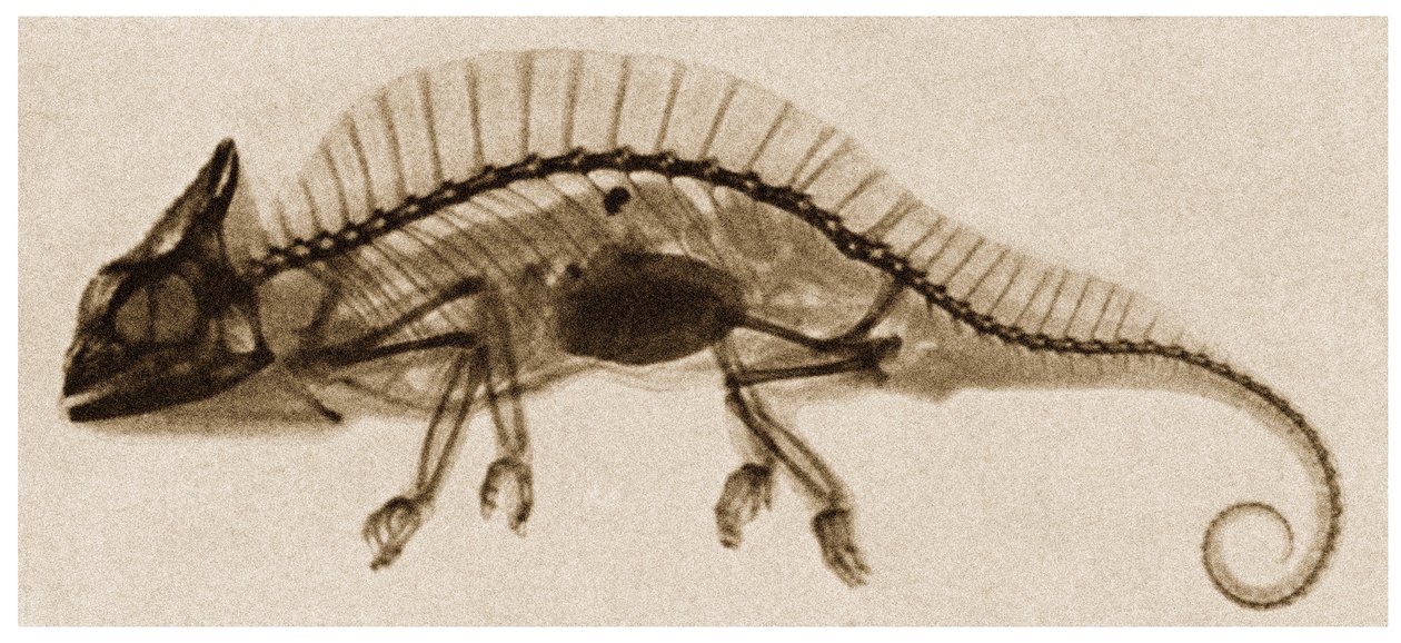 X Ray of a Chameleon by German School