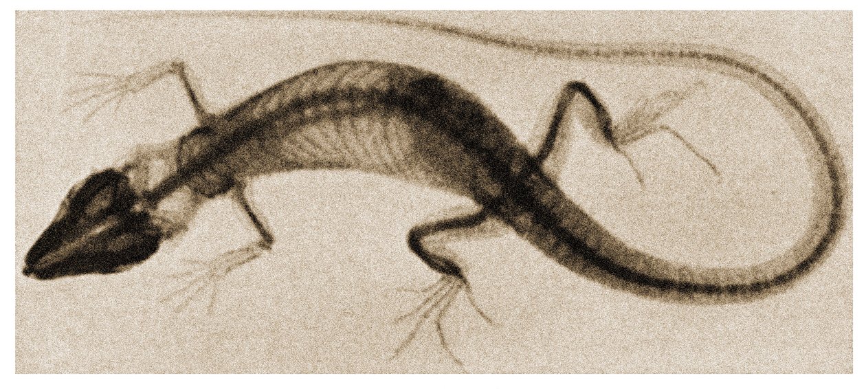 X Ray of a Lizard by German School
