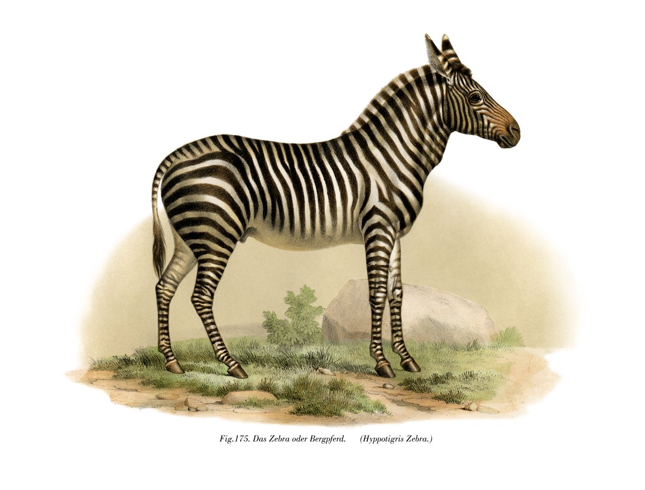 Zebra by German School