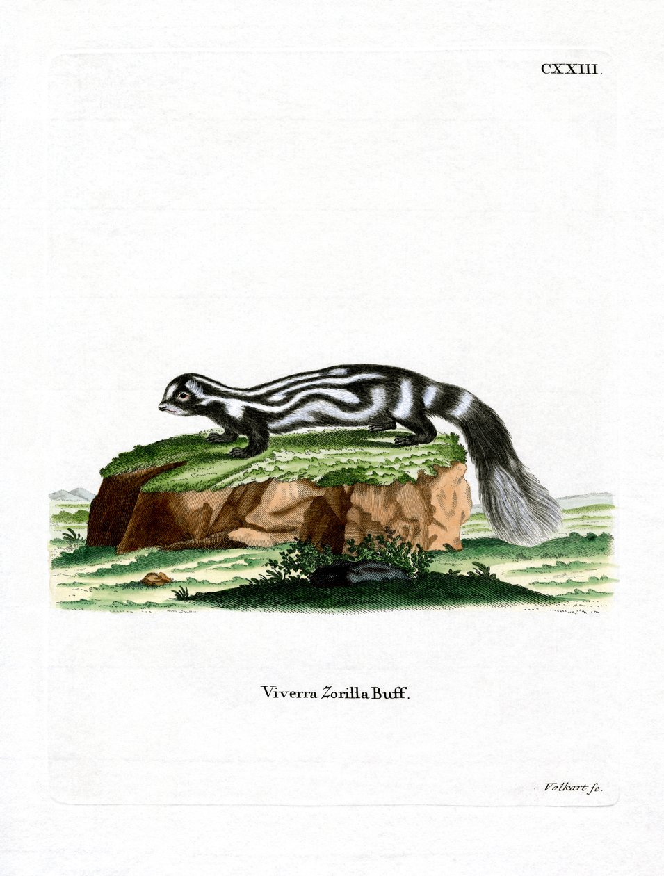 Zorilla by German School