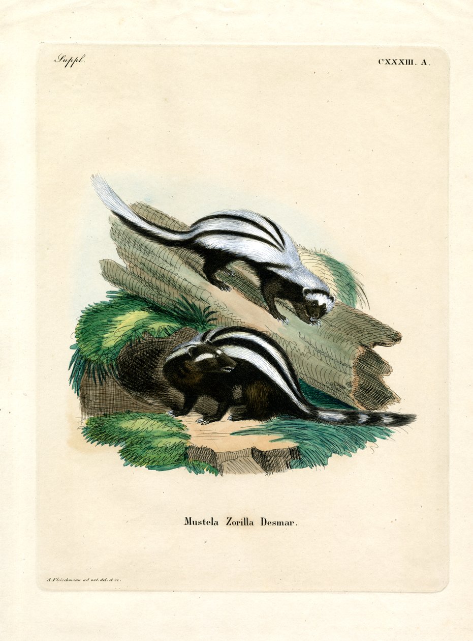 Zorilla by German School