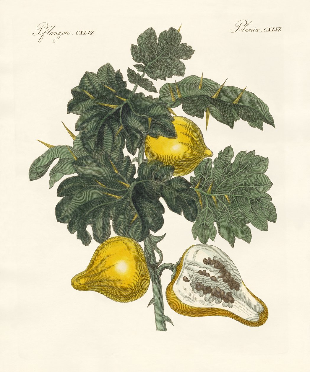 Nipplefruit by German School
