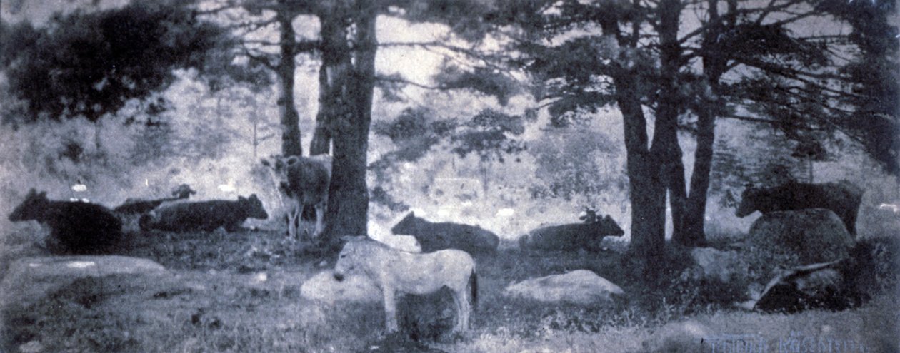The Pathos of the Jackass by Gertrude Käsebier