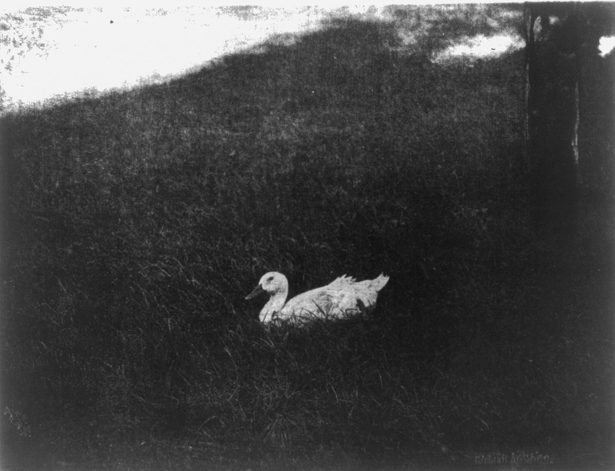 The Simple Life by Gertrude Käsebier