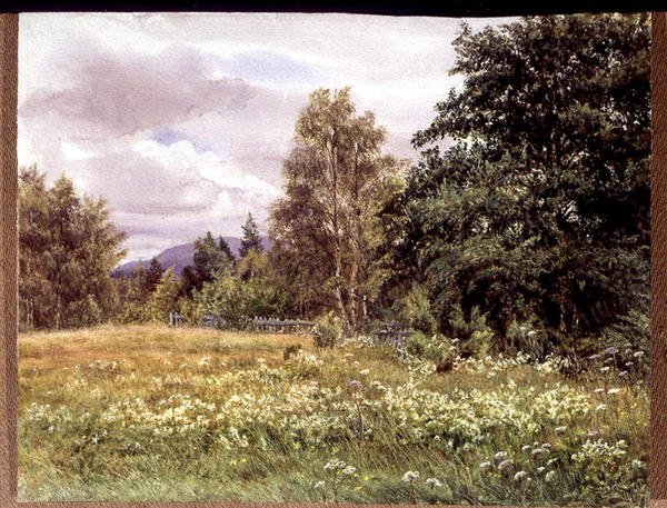 Meadow-sweet near Polchar, Aviemore, Scotland by Gertrude Martineau