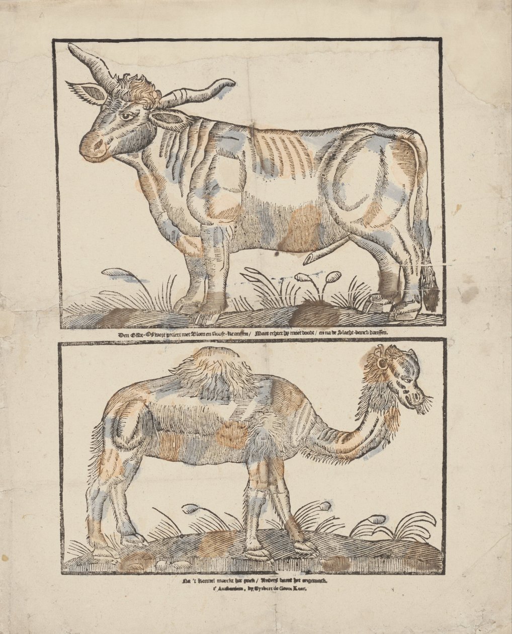 Ox and Camel by Gijsbert de Groot Keur