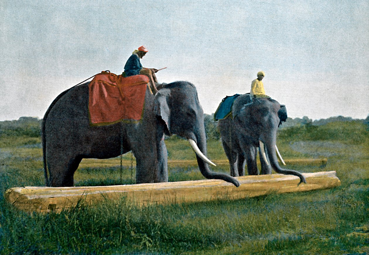 Elephants Moving a Log, Ceylon, c1890 by Gillot