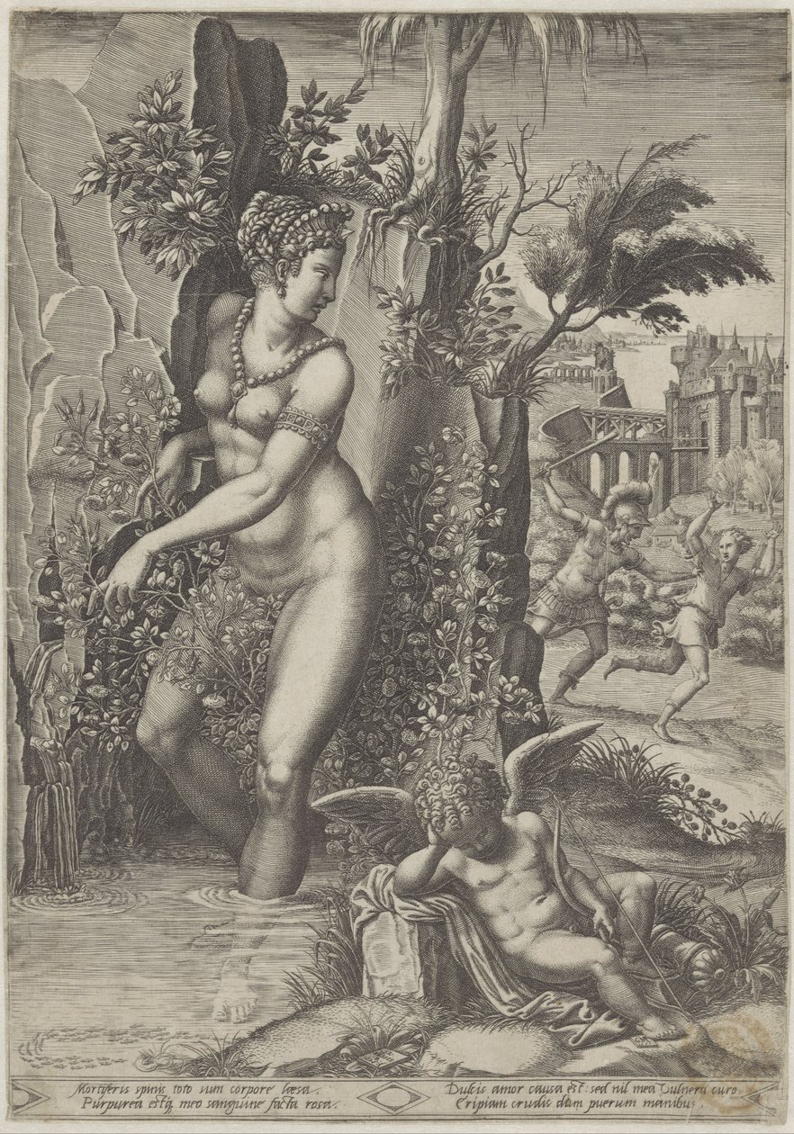 Venus and the Rose by Giorgio Ghisi
