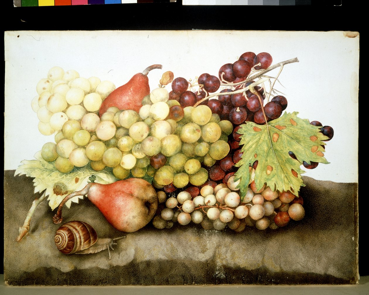 Unknown Image by Giovanna Garzoni