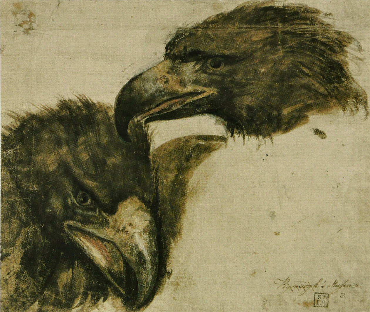 Two Studies of Eagle Head by Giovanni da Udine