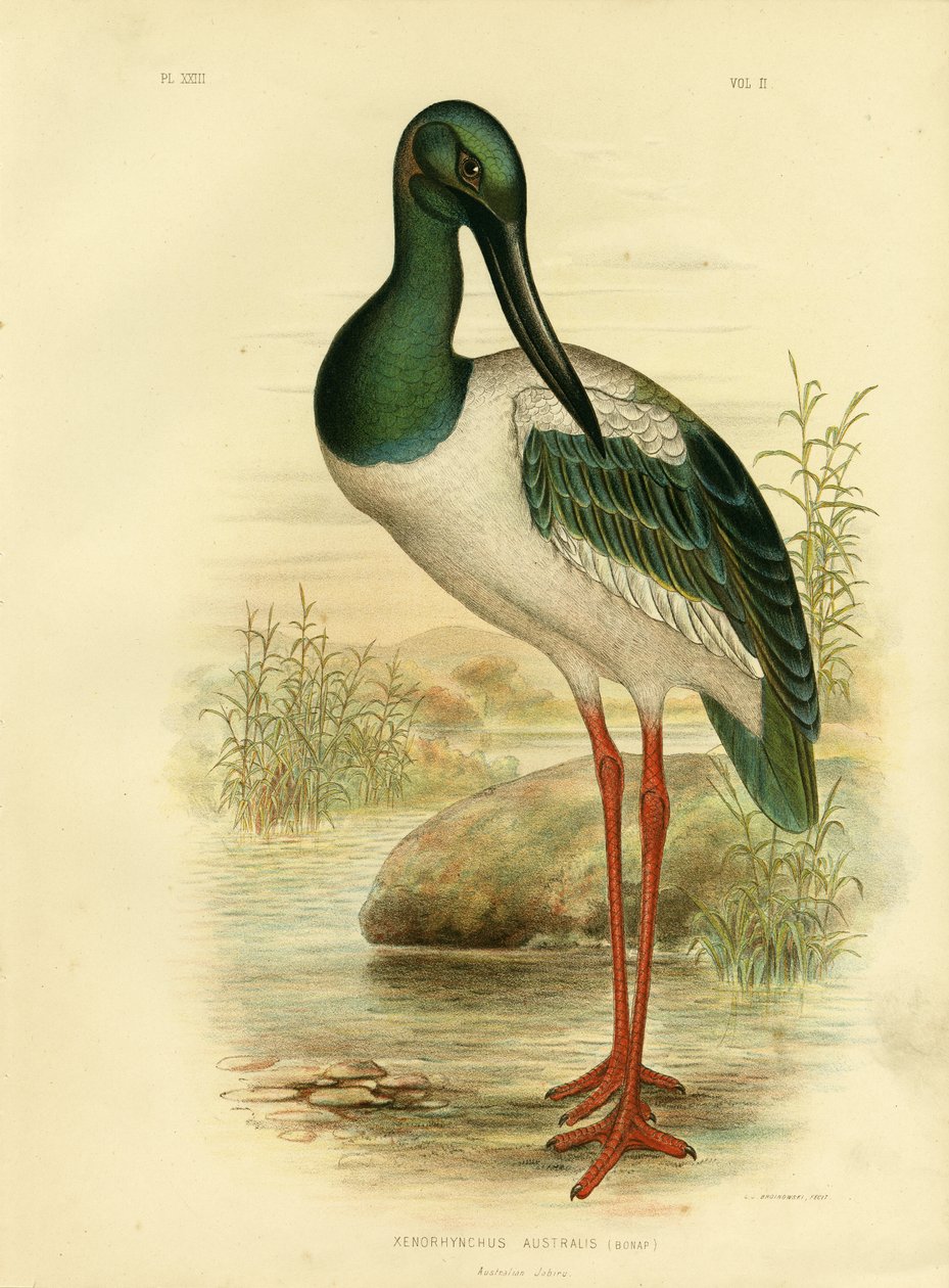 Australian Jabiru Or Black-Necked Stork, 1891 by Gracius Broinowski