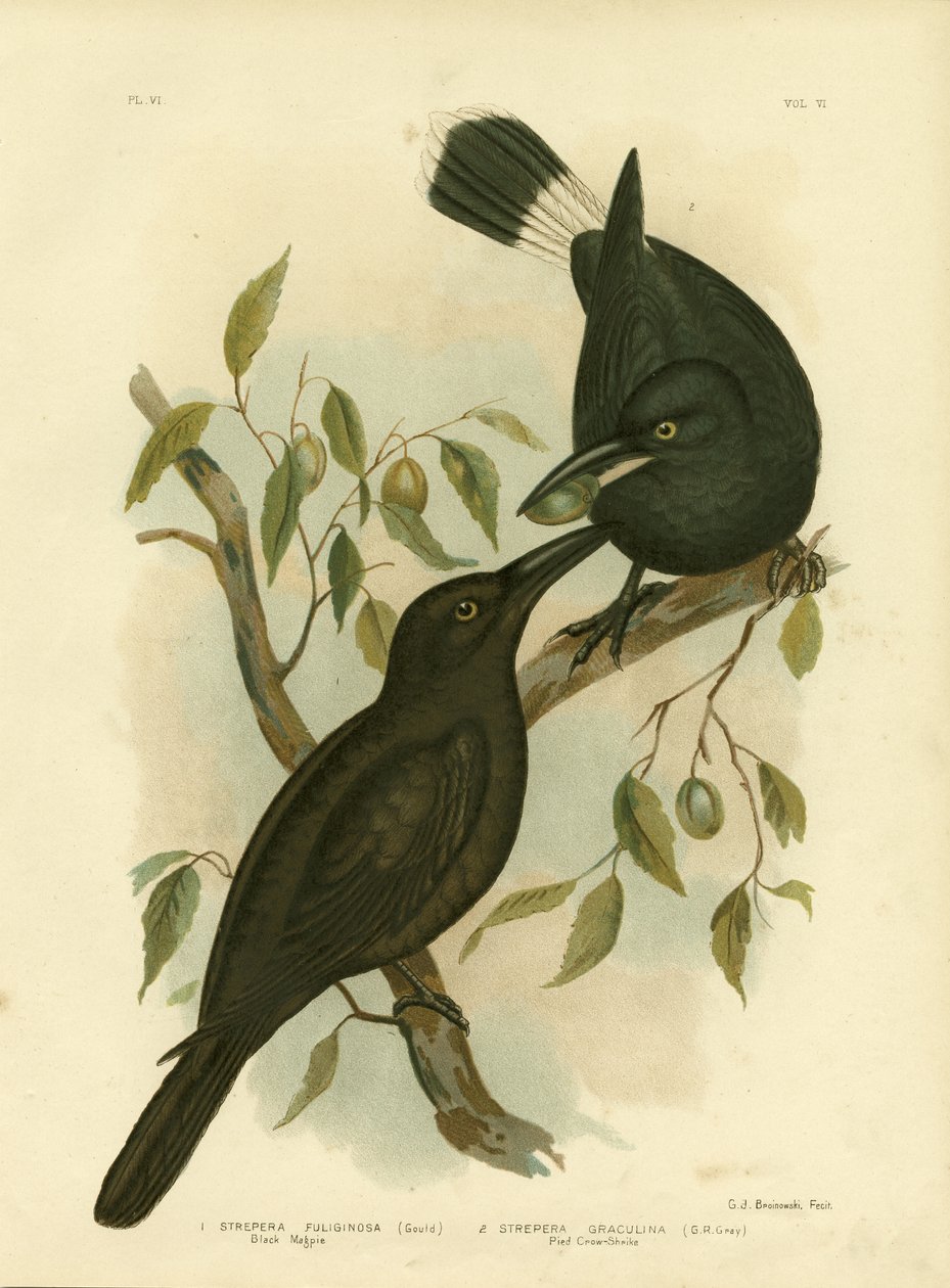 Black Magpie Or Black Currawong by Gracius Broinowski