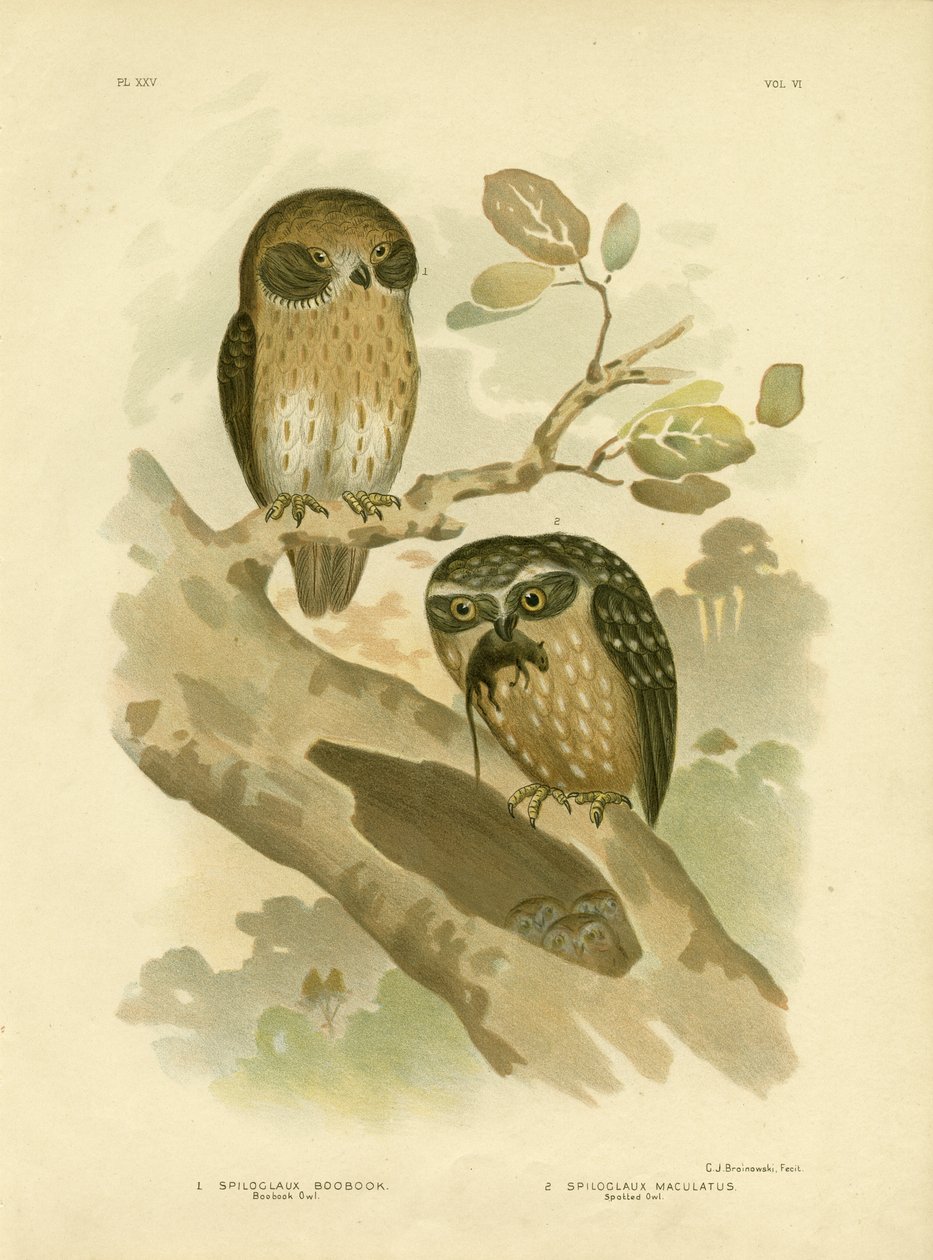 Boobook Owl by Gracius Broinowski