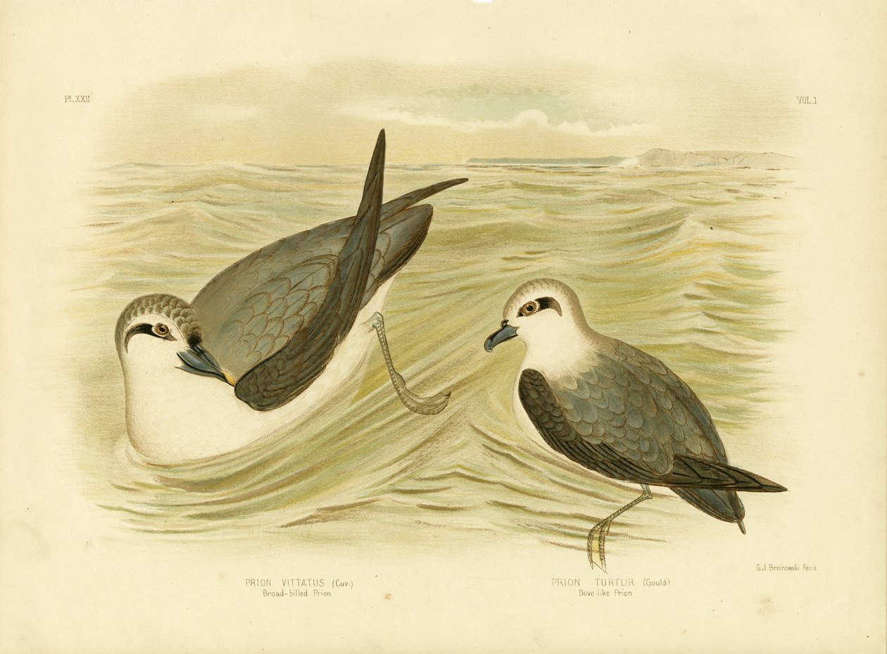 Broad-Billed Prion by Gracius Broinowski