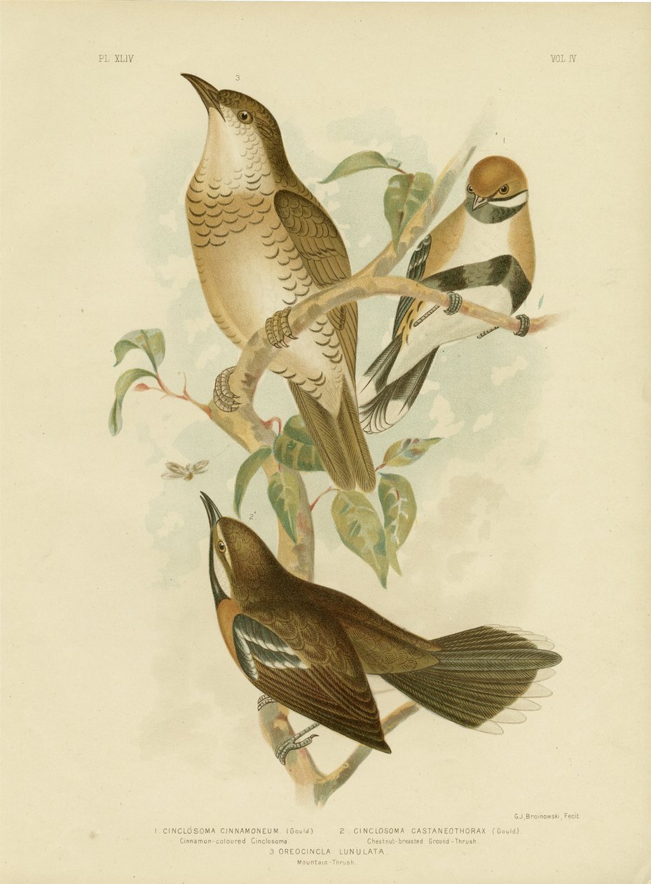 Cinnamon-Colored Cinclosoma or Cinnamon Quail Thrush by Gracius Broinowski