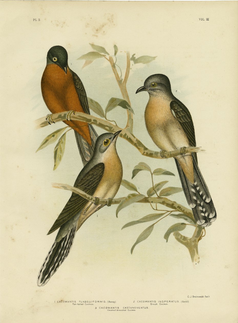 Fan-Tailed Cuckoo, 1891 by Gracius Broinowski