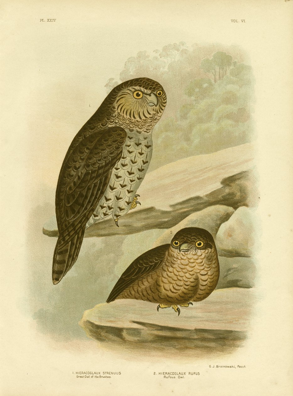 Great Owl of the Brushes or Powerful Owl by Gracius Broinowski