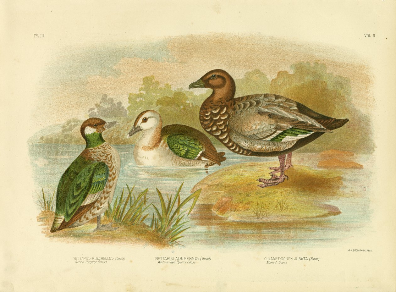 Green Pygmy Goose, 1891 by Gracius Broinowski