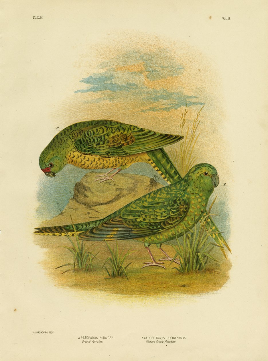 Ground Parakeet by Gracius Broinowski