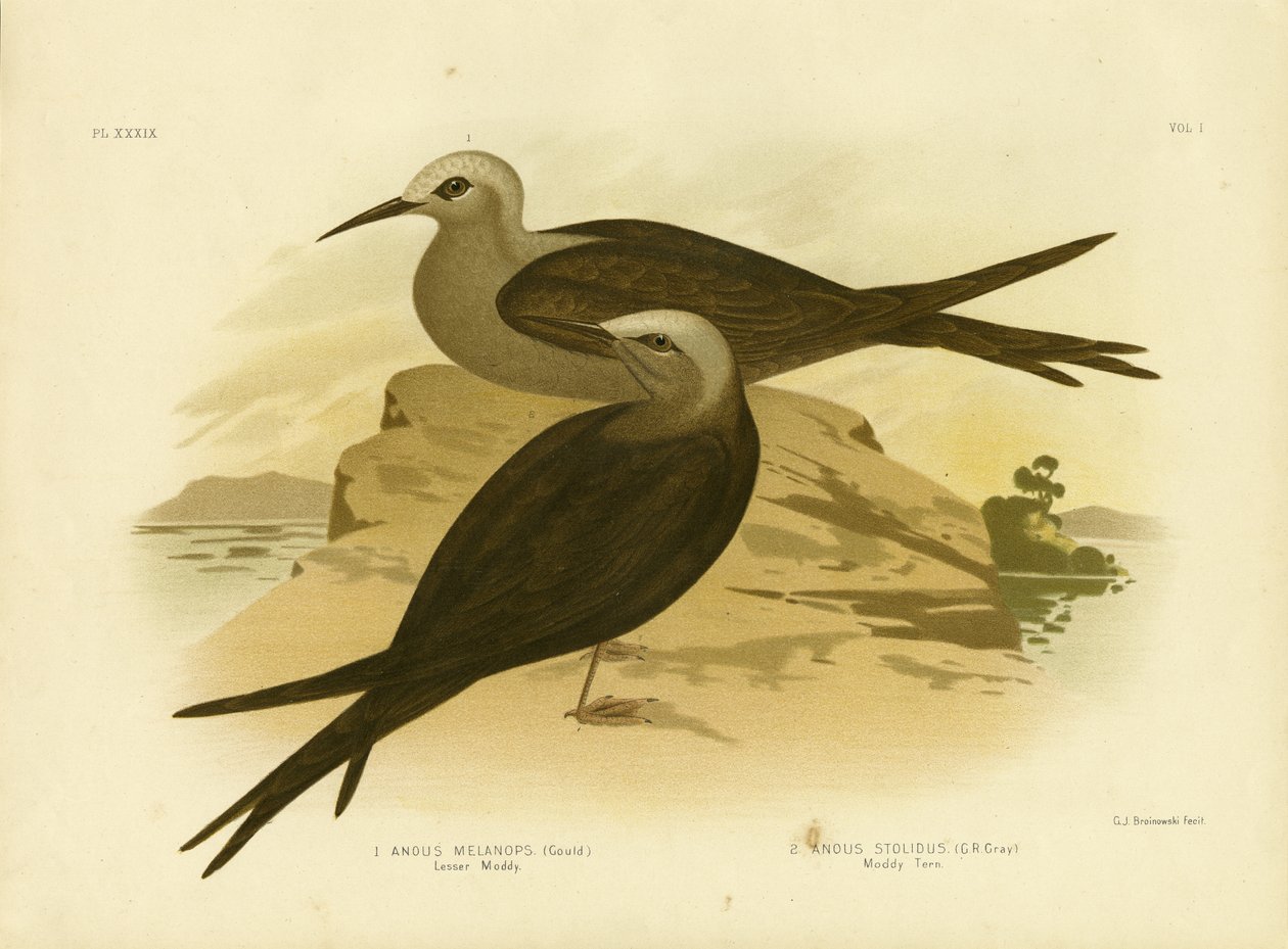 Lesser Noddy, 1891 by Gracius Broinowski