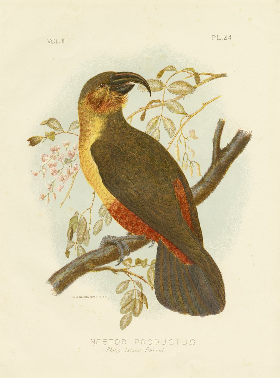 Norfolk Kaka by Gracius Broinowski