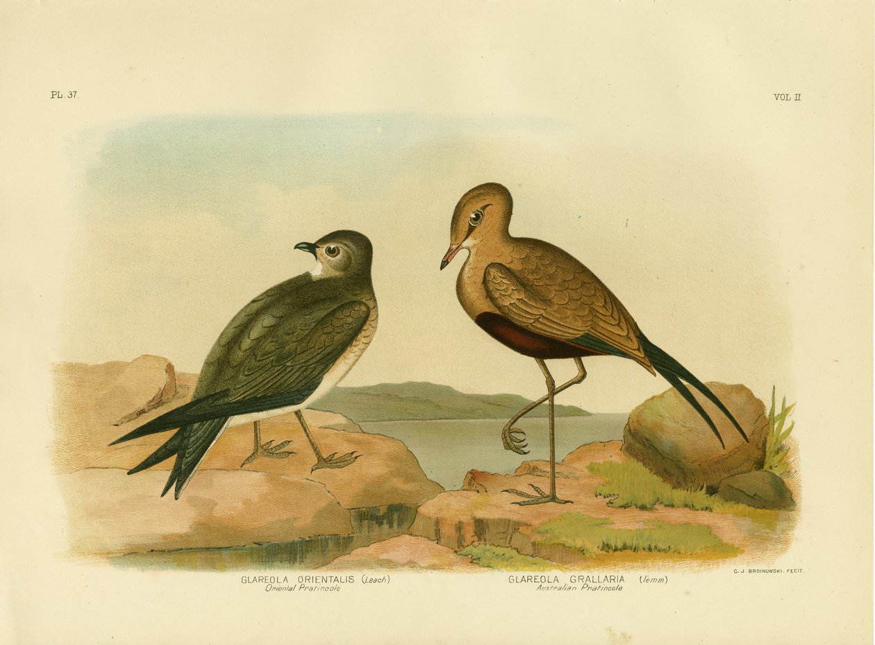 Oriental Pratincole Or Small Pratincole by Gracius Broinowski