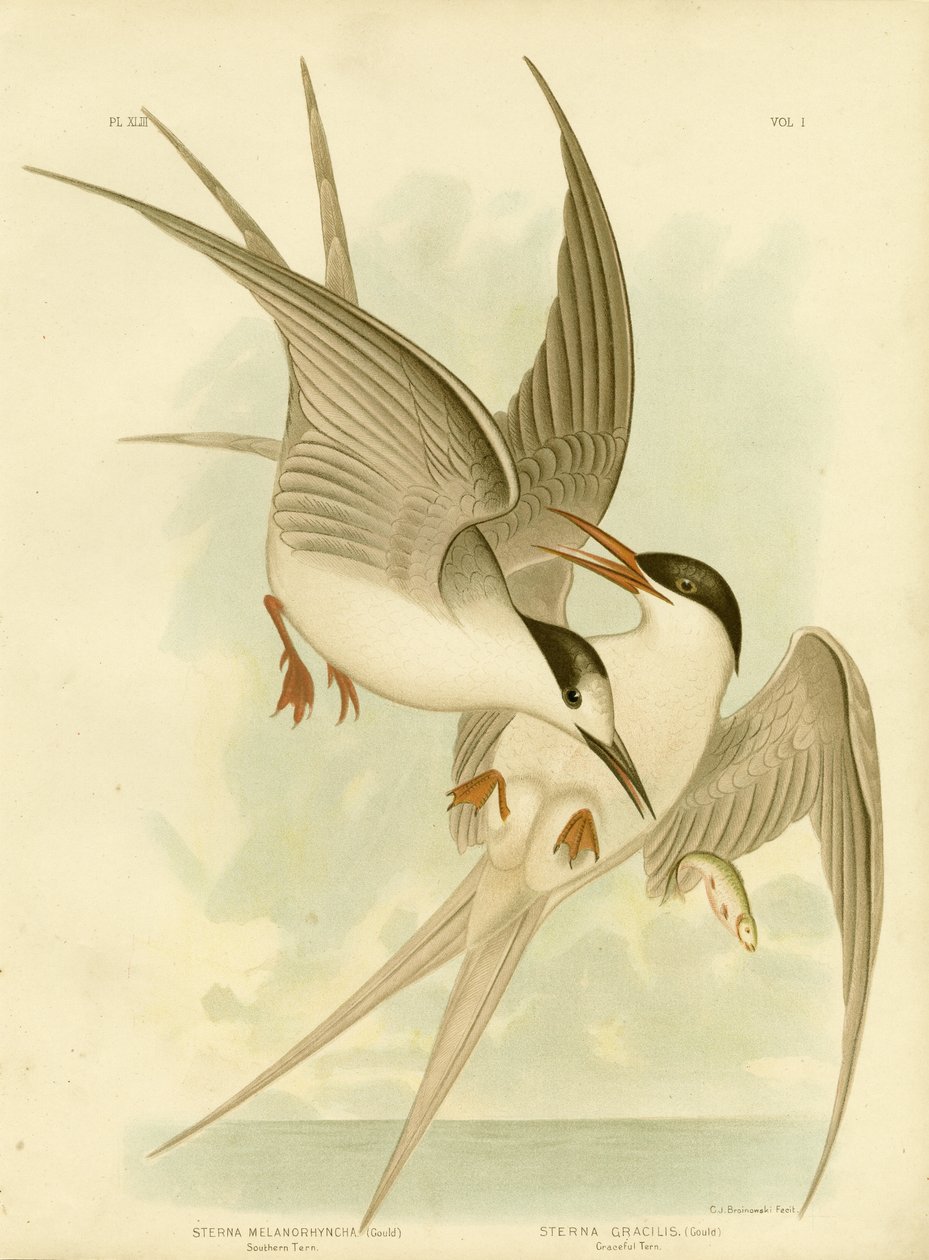 Southern Tern by Gracius Broinowski