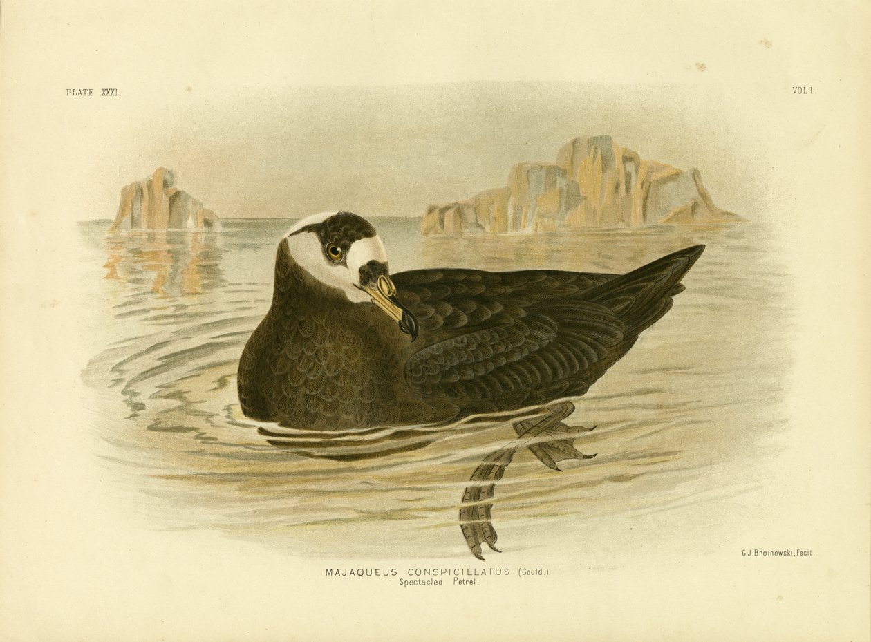 Spectacled Petrel by Gracius Broinowski