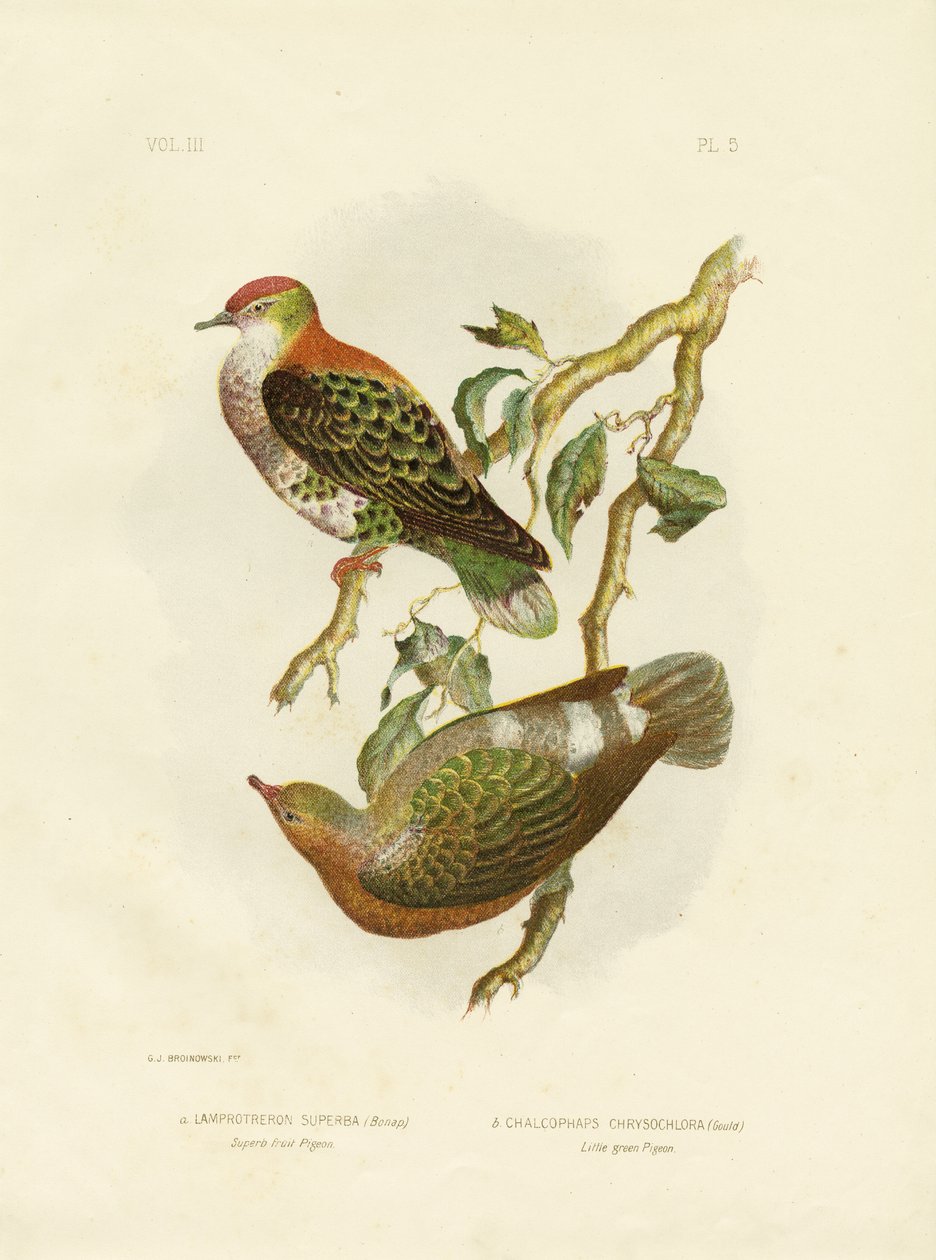 Superb Fruit Pigeon by Gracius Broinowski