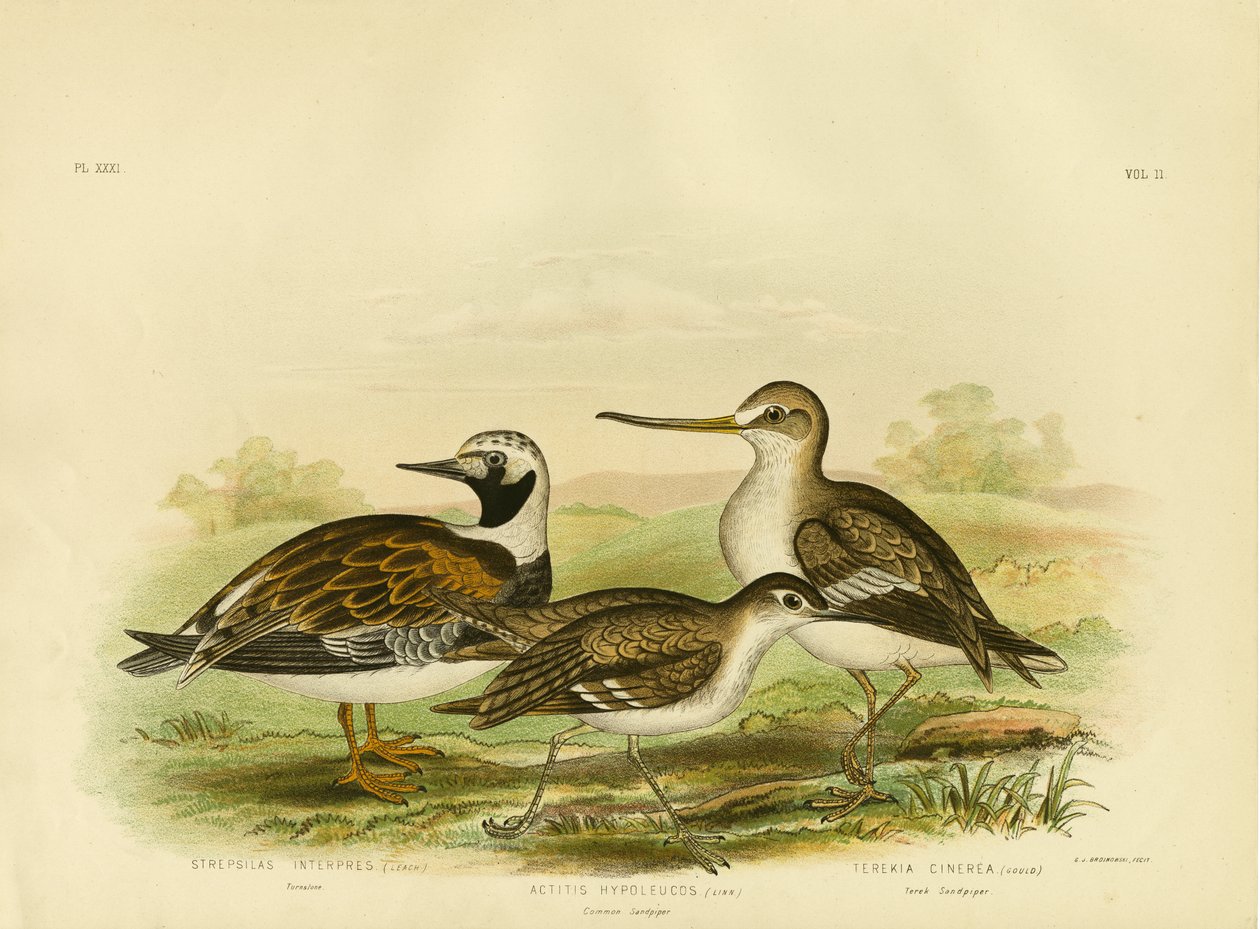 Turnstone, 1891 by Gracius Broinowski