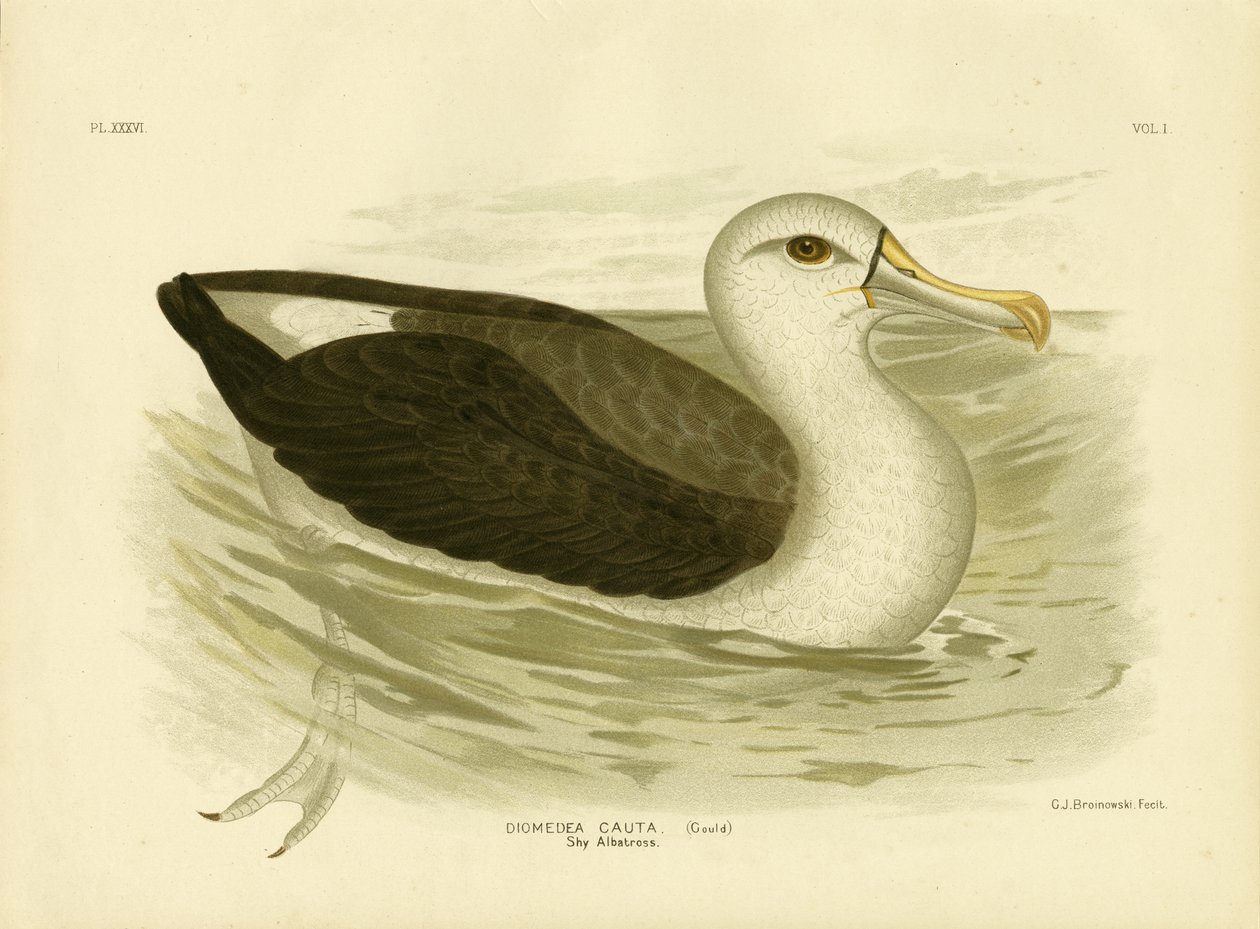 White-Capped Albatross by Gracius Broinowski