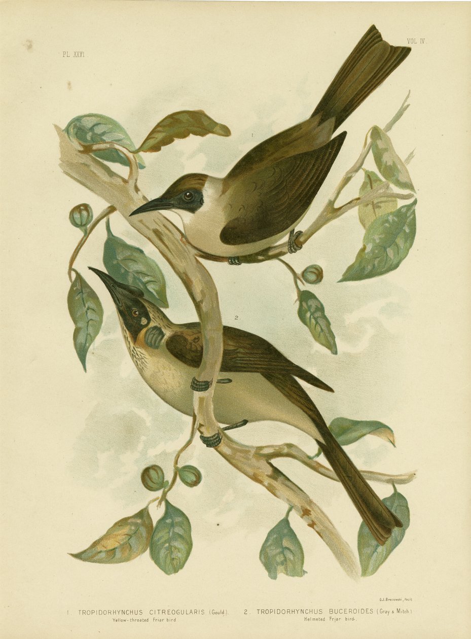 Yellow-Throated Friarbird Or Little Friarbird by Gracius Broinowski